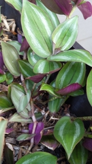 Tradescantia zebrina