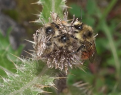 Cirsium osterhoutii