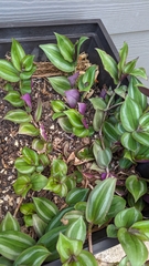 Tradescantia zebrina