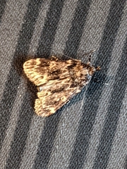Aglossa