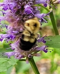 Bombus bimaculatus