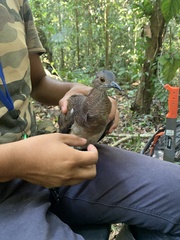 Crypturellus undulatus