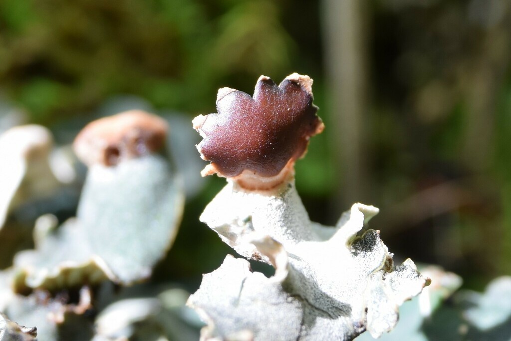 Pelt Lichens From Anchorage AK USA On August 23 2022 At 04 53 PM By