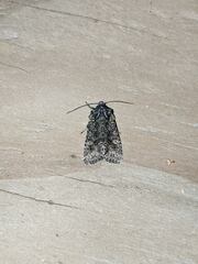 Lacinipolia olivacea