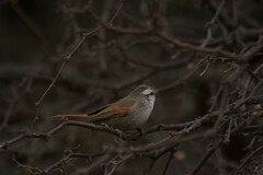 Cranioleuca pyrrhophia