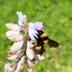 Bombus sonorus