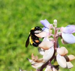 Bombus sonorus