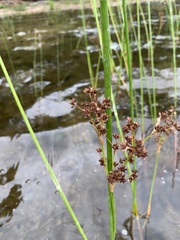 Juncus militaris