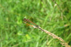 Sympetrum semicinctum