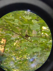 Pipilo erythrophthalmus