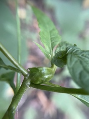 Asphondylia eupatorii