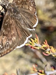 Erynnis funeralis