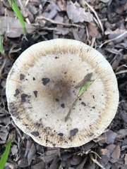 Russula