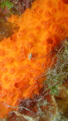 Placospherastra
