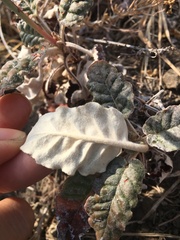 Eriogonum nudum auriculatum