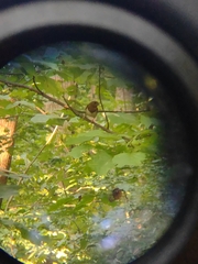 Pipilo erythrophthalmus