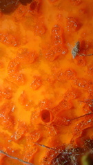 Placospherastra