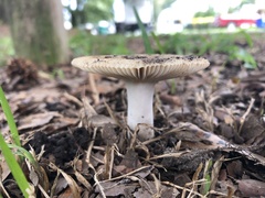 Russula