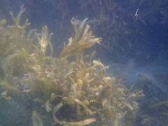 Fucus distichus