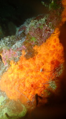 Placospherastra