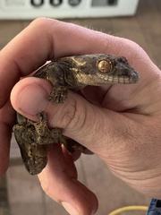 Thecadactylus solimoensis