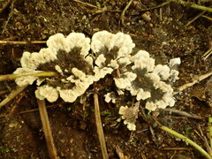Phellodon niger