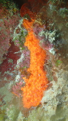 Placospherastra