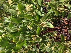 Phymata arctostaphylae
