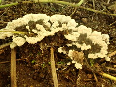 Phellodon niger