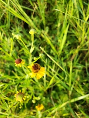 Helenium