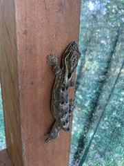 Thecadactylus solimoensis