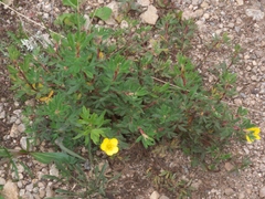 Dasiphora fruticosa
