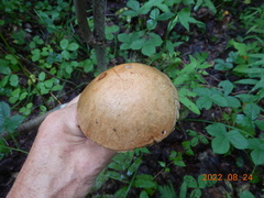 Leccinum
