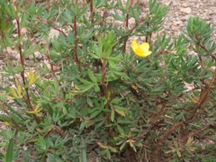 Dasiphora fruticosa