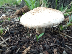 Chlorophyllum brunneum