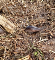 Amphiuma tridactylum