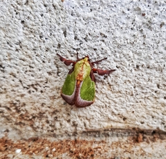 Limacodidae