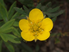 Dasiphora fruticosa
