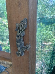 Thecadactylus solimoensis