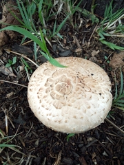 Chlorophyllum brunneum
