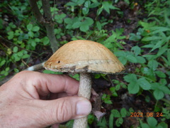 Leccinum