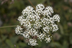 Laserpitium latifolium