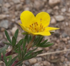 Dasiphora fruticosa