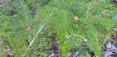 Gleichenia
