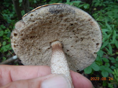 Leccinum