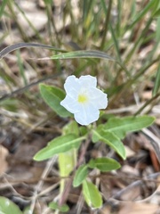 Ruellia metziae