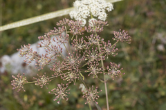 Laserpitium latifolium