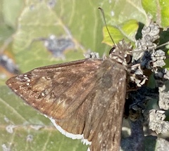Erynnis funeralis