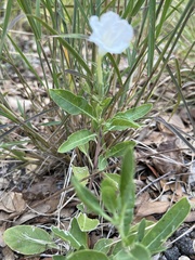 Ruellia metziae