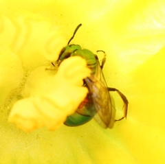 Augochlora pura